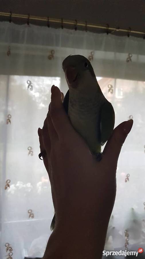 Mnicha nizinna ręcznie karmiona Witoszyn