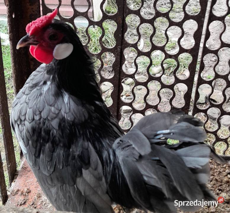 Kogucik rasy bamtamka