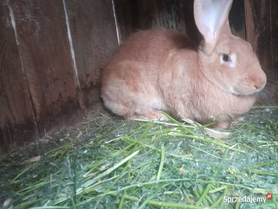 BELG ŻÓŁTY 100 rasy warmińsko-mazurskie Segnowy