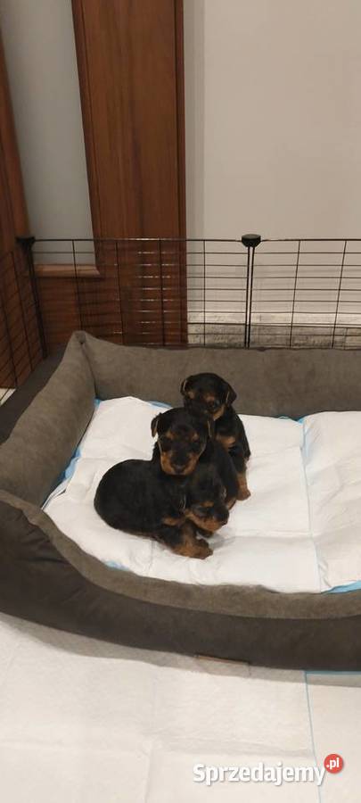 Terier Walijski szczenięta sprzedam FCI ZKwP Dąbrowa