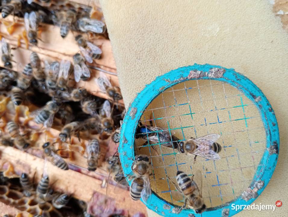 Pszczoły sprzedam Jodłownik