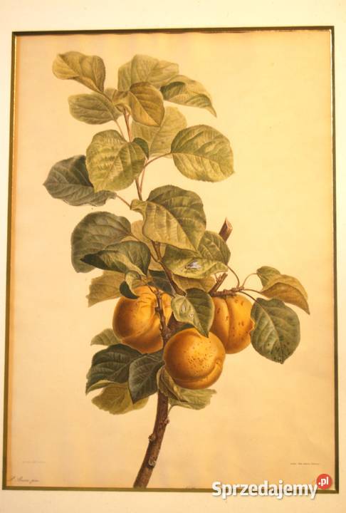 BESSA Pancrace akwatintowa rycina z owocami Poznań