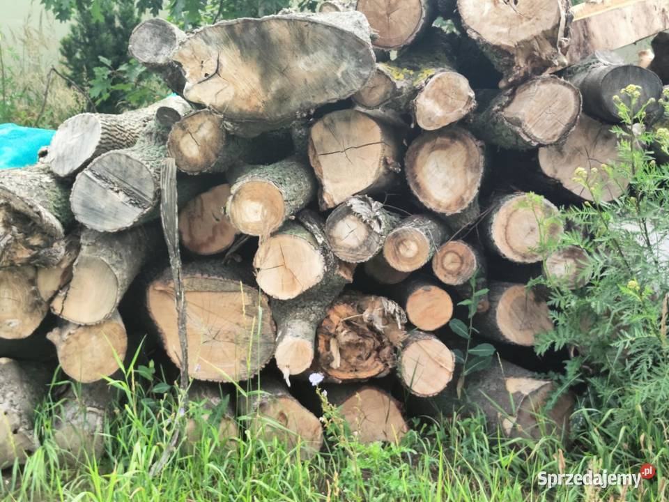 sprzedam drewno liściaste w kłodach Wojsławice
