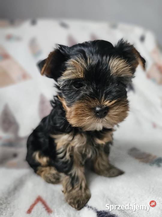 Dziewczynka Yorkshire Terrier Wyprawka Chip śląskie Częstochowa sprzedam