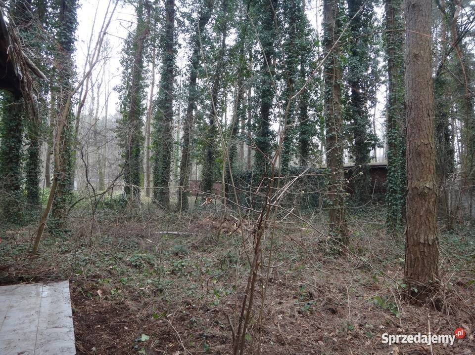 Działka rekreacyjna Zalewem Zegrzyńskim Międzyborów sprzedam