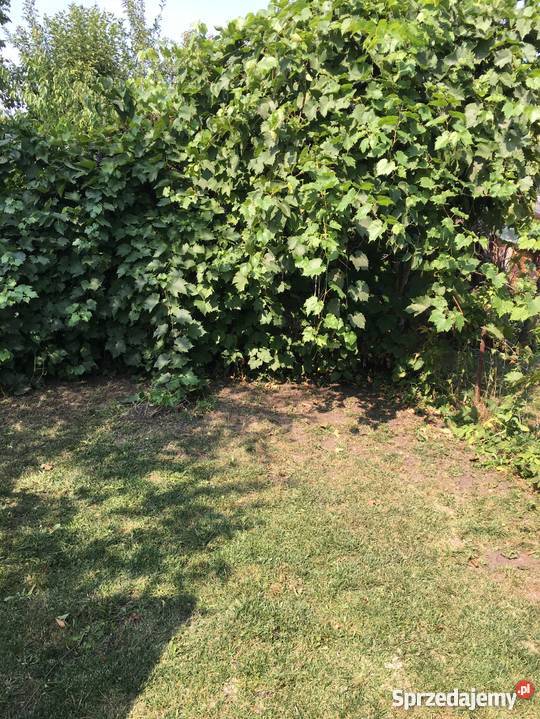 Ogródek dzialkowy Wroclaw Stalowa prawie 500 m woda dolnośląskie Wrocław sprzedam