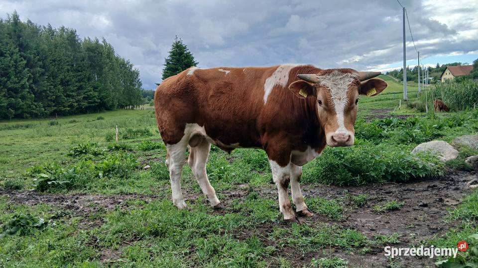 Byk rozplodnik mięsny Lidzbark Warmiński