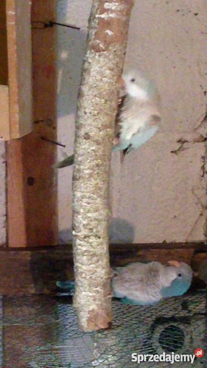 Papuga Mnicha Nizinna niebieska samica Wawrzeńczyce sprzedam