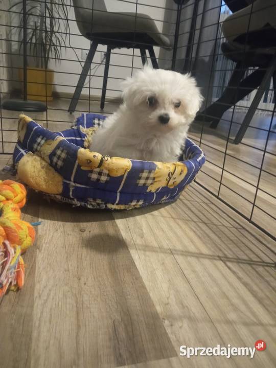 Maltańczyk suczka mini