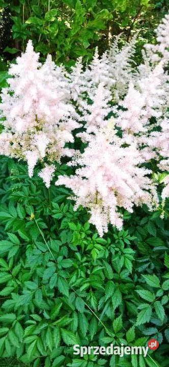 Byliny do kolekcji tawułka Arendsa jasny róż małopolskie Nowy Sącz