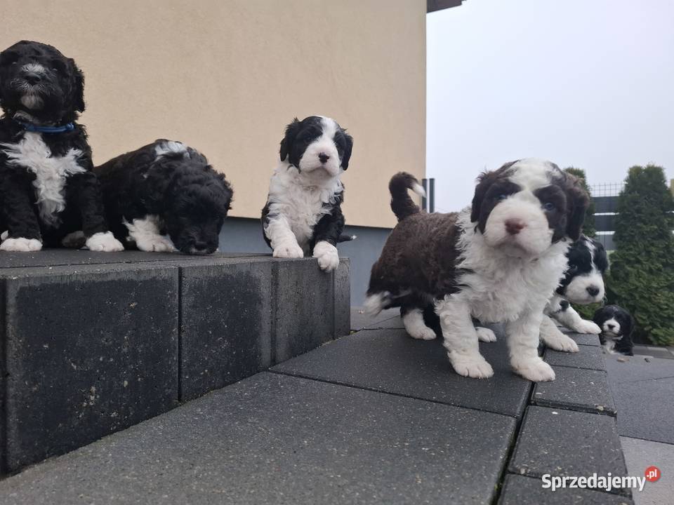 Portugalski pies dowodny szczenięta pieski Makówiec