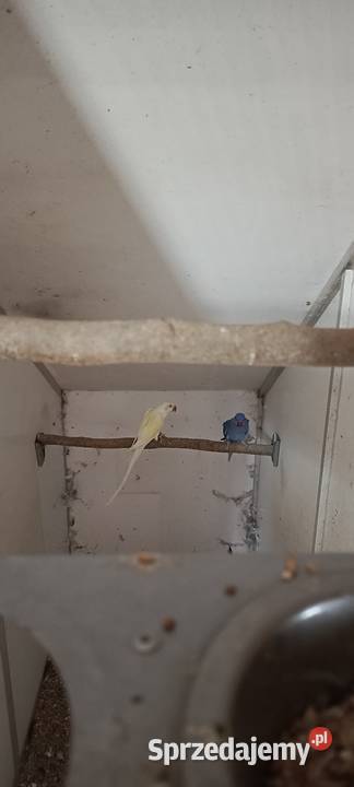 Aleksandretta Aleksandretty obrożne Częściowa Ptaki Jastrzębie-Zdrój