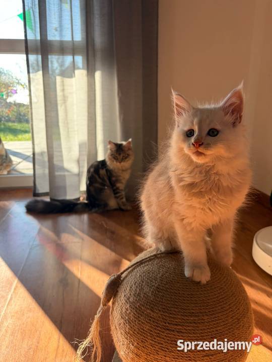 Sprzedam 2 kocurki rasy maine coon Smyczyna