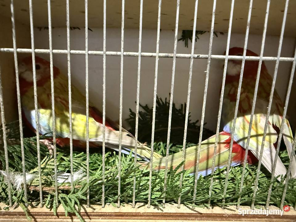 Częściowa likwidacja Rozella królewskiej Korwinów