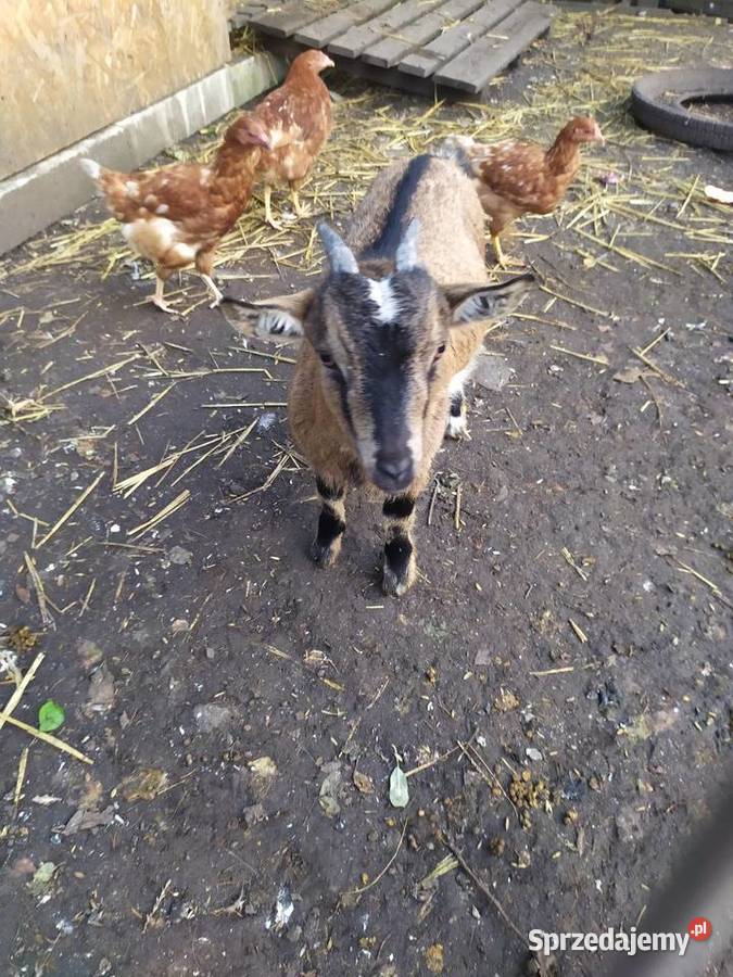 Sprzedam kozy miniaturki parka Nysa