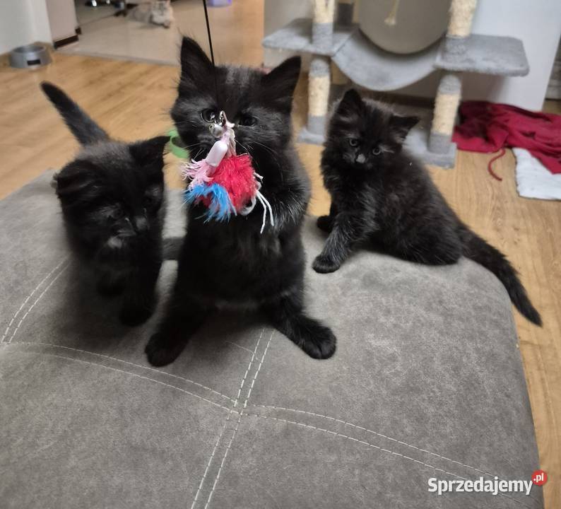 CZARNE Syberyjskie Kocurki rodowód FPL Stary Broniszew