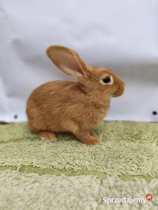 Króliki Burgundzkie Zwierzęta Zadzim