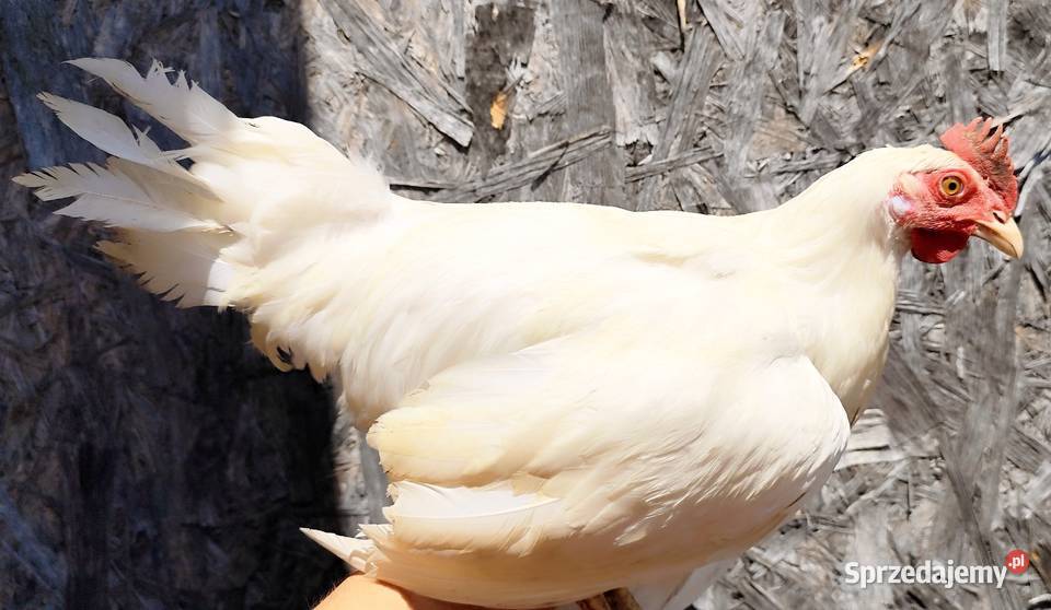 Koguty Leghorn 15 tygodni Drób i ptactwo