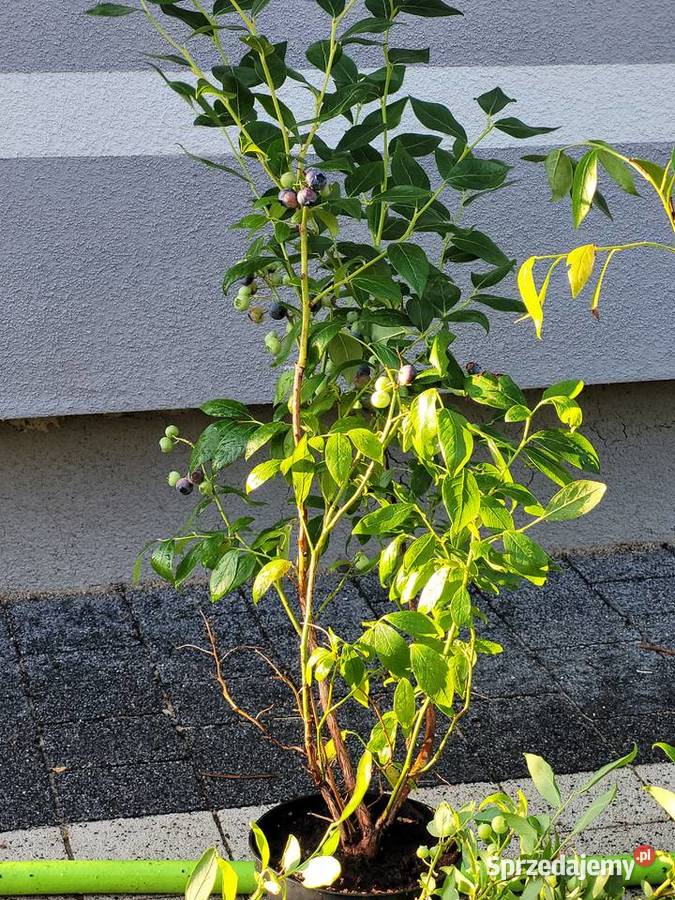 Wielkie krzewy borówki amerykańskiej 8090