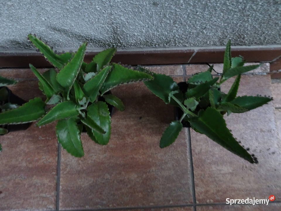 żyworódka pierzasta Warszawa