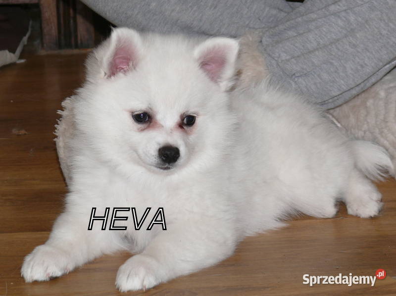 SZPIC NIEMIECKI ŚREDNI Żerniki Małe