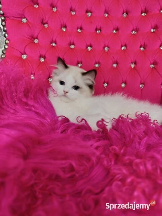 Ragdoll Kotka Seal bicolor FIFE FPL Wschowa