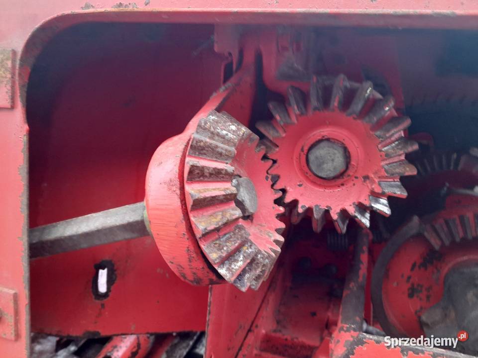 Sprzedam prase welger ap 52 sprowadzona Lechów