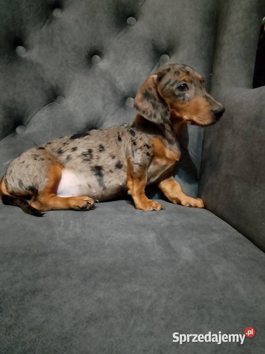 Jamnik merle piesek Żyrardów