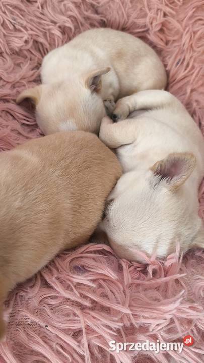 SUCZKA Championach rodowód FCI Wwy mazowieckie Duży Dół