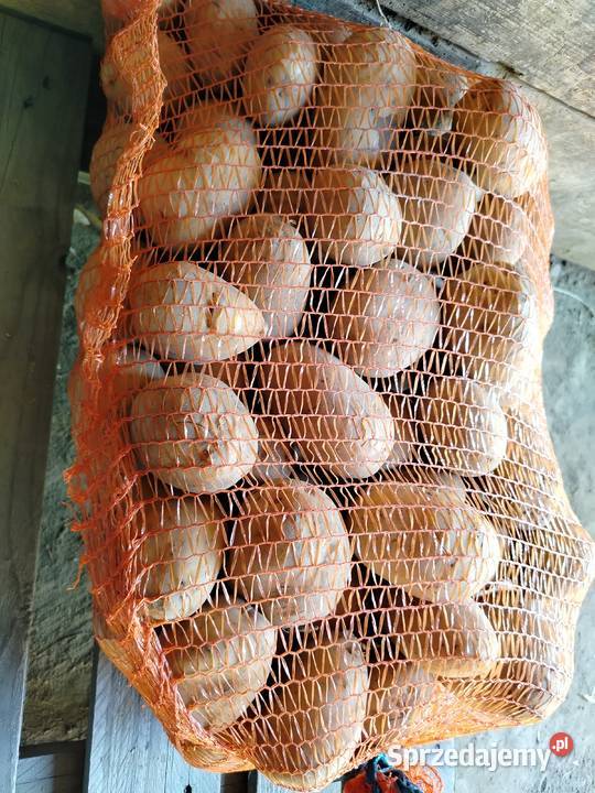 Ziemniaki sadzeniaki i jadalne odmiana Wega Głubczyce