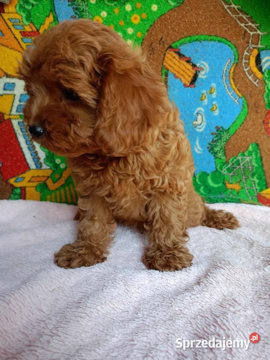Cavapoo f1b Pozostałe Miechów