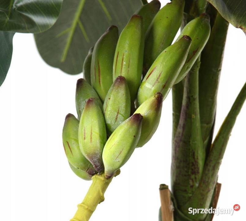 Sztuczne drzewko bananowiec 250 w donicy Warszawa