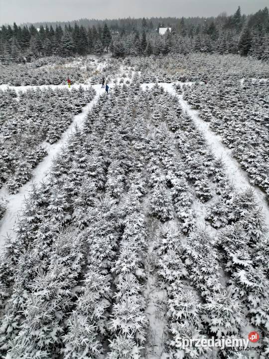 Dni otwarte na plantacji Mazowsze jodły świerki mazowieckie Osuchów