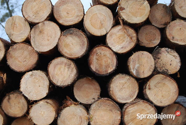 Drewno opalowe kominkowe Sosna 300zl brzoz Pozostałe