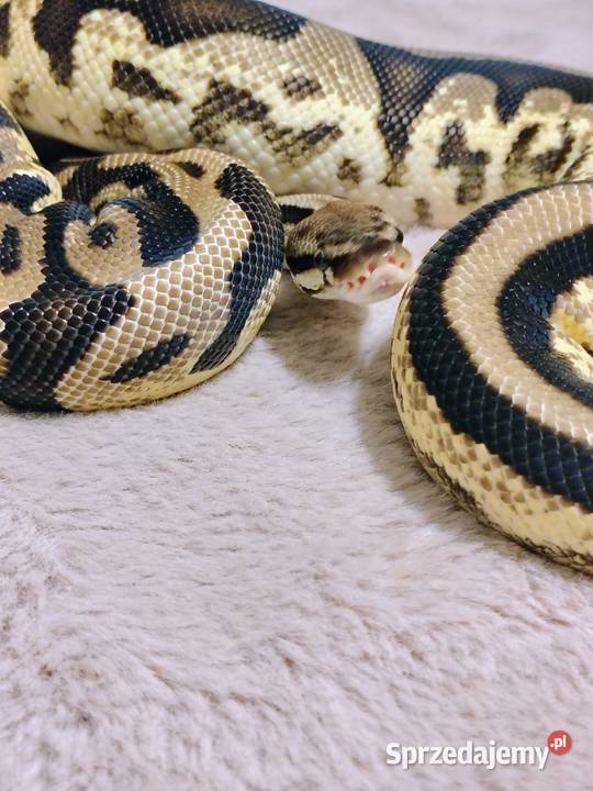 Pyton Królewski Regius Samica Tychy