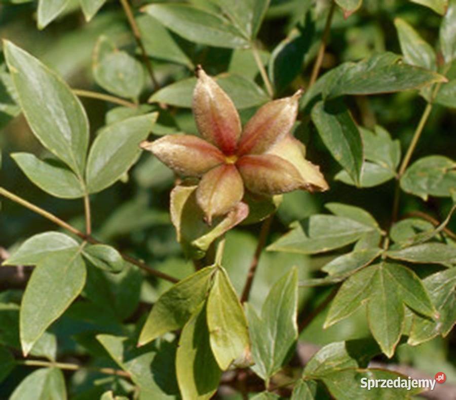 PEONIA DRZEWIASTA Paeonia suffruticosa NASIONA Lubanie