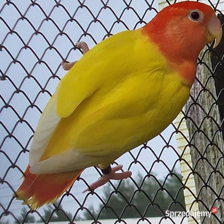 Nierozłączka czerwonoczelna młoda do oswojenia i Wrocław