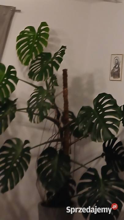 duża Monstera Delicios Pozostałe Zaczernie