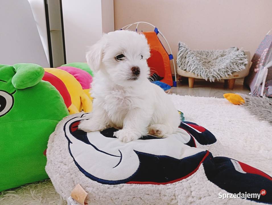 Maltańczyk szczenię piesek Racibórz