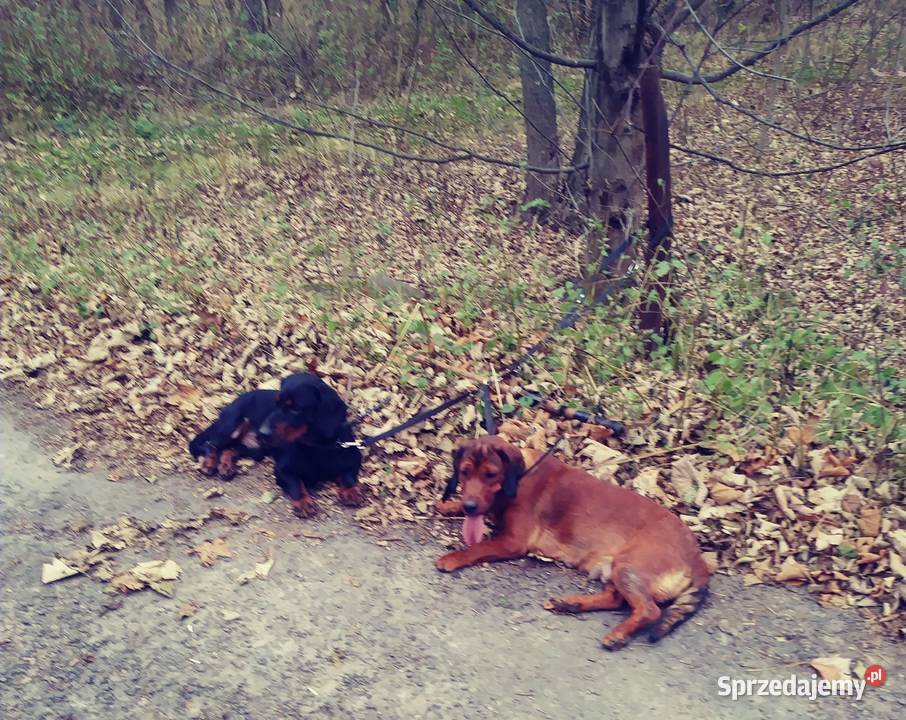 Alpejski Gończy Krótkonożny Kłodzko