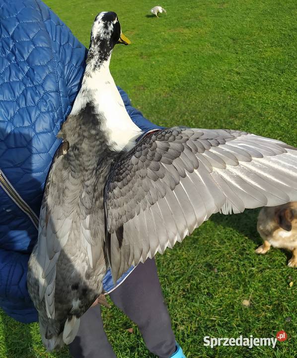 Kaczory dworka piżmowy staropolski biegus łódzkie Dąbrowice