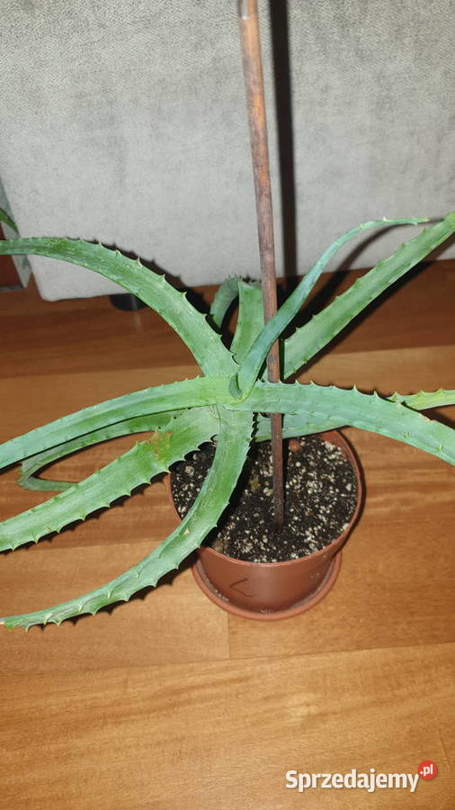Aloes sukulent wysokość 32