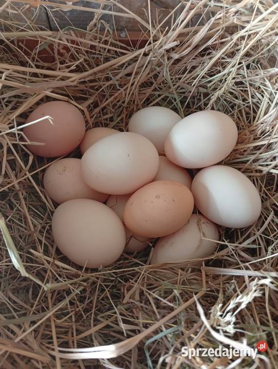 Wiejskie jajka Zbylitowska Góra