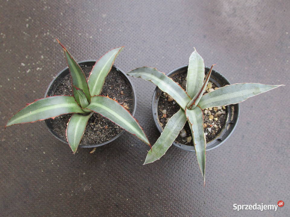 Mrozoodporna agawa do 15C agave lophantha Kraków