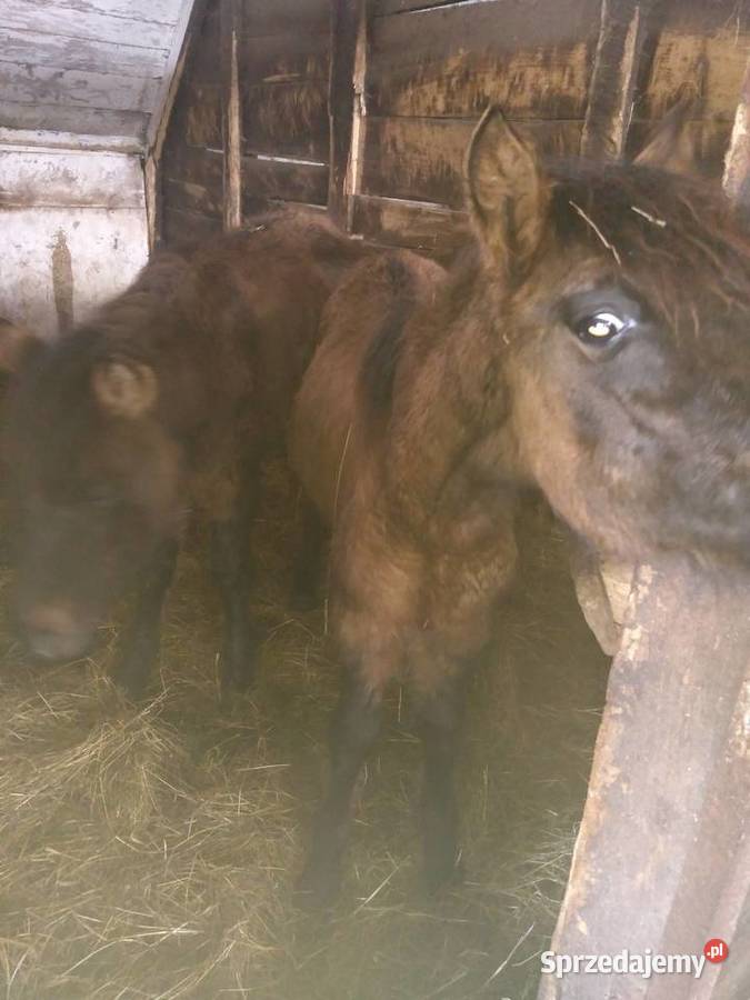 Źrebaki sprzedam ogierki Sękowa