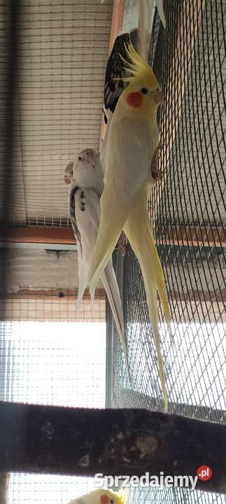 Sprzedam nimfy i faliste Mielec sprzedam