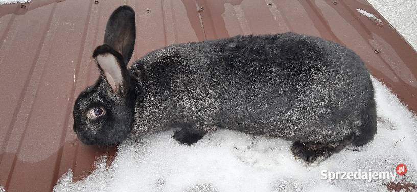 Króliki Stoki Małe