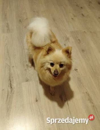 szpic mały do rezerwacji Pozostałe Skalbmierz