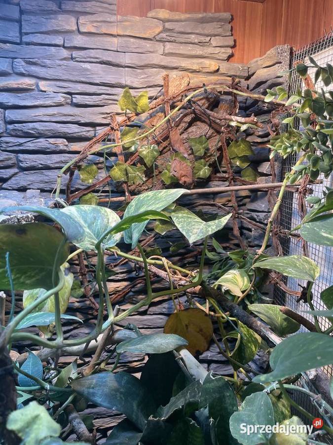 Terrarium kameleongekonfelsuma Przemyśl