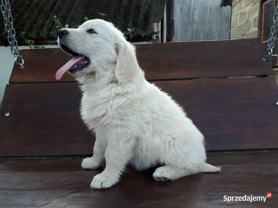 Golden Retriever Rodowód Radom sprzedam
